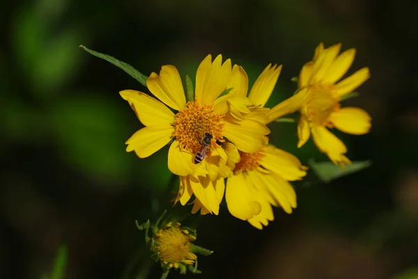 Fleur Jaune Abeille Miel Image Fond Libre Droits Image — Photo