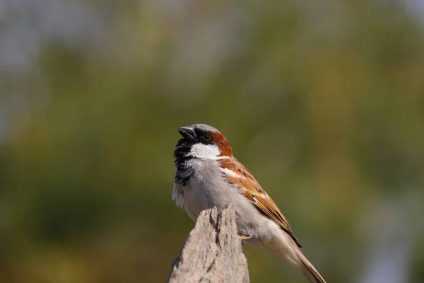 Royalty Free Sparrow Bird Imagem Pardal — Fotografia de Stock