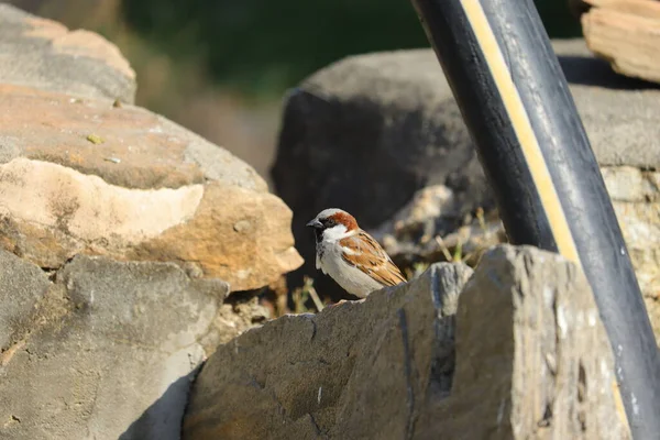 Lizenzfreie Junge Sperling Bild Sperling Vogel — Stockfoto