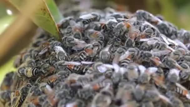 Grote Groep Honingbij Werken Aan Honingraat Opknoping Van Groene Mango — Stockvideo