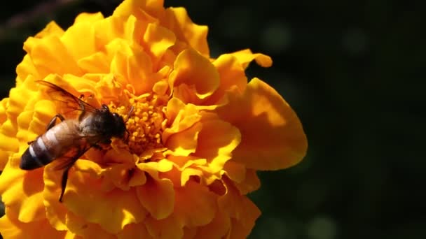 Eine Arbeiter Honigbiene Pflückt Honig Aus Der Gelben Ringelblume Heimischen — Stockvideo