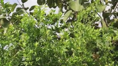 Yeşil limon ağacının yaprakları açık ortamda titriyor.