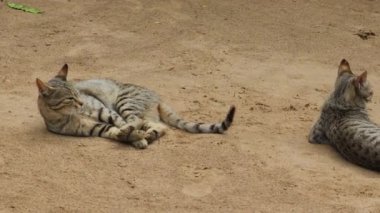 Akşam vakti kuyruklarıyla yerde oynayan iki evcil kedi.