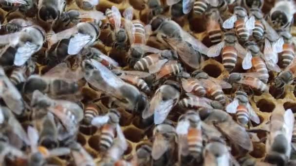 Mannelijke Bijen Werkbijen Zitten Samen Bijenkorf Beschermen Honing Bijenkinderen — Stockvideo