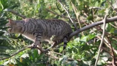 Benekli bir kedi ağaç dalında oturuyor ve avın kokusunu alıyor.