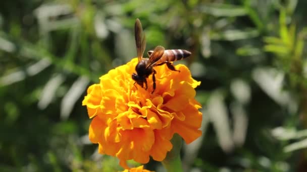 Una Abeja Recolectando Tomando Miel Para Sus Hijos Agitando Una — Vídeo de stock