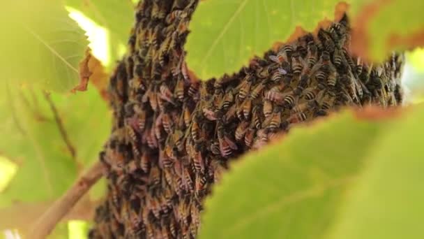 Une Grande Ruche Abeilles Mellifères Sur Branche Arbre Ondulant Nombreuses — Video