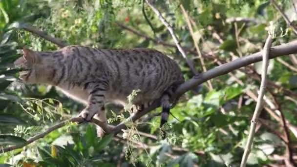 Gato Manchado Sentado Galho Árvore Cheirando Presa — Vídeo de Stock