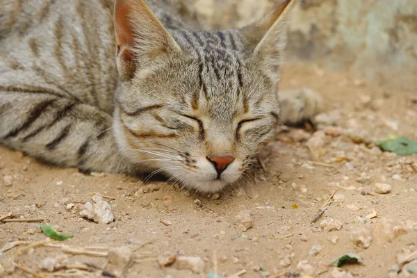 Gato Doméstico Dormindo Chão Com Olhos Fechados Animais Dormindo Chão — Fotografia de Stock