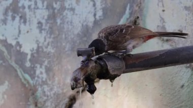 Nightingale kuşu pipodan su damlatıyor.