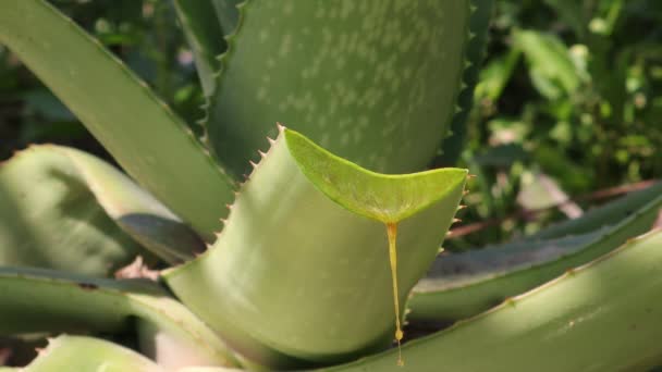 Aloe Vera Thick Juice Falling Chopped Green Leaves — Stock Video