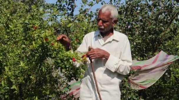 Egy Idősebb Farmer Aki Vörös Gránátalmavirágokat Őriz Kertben Egy Bottal — Stock videók