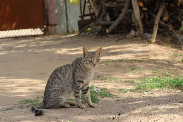 Kucing Terletak Bawah Naungan Pohon Tanah Pada Hari Hari Musim — Stok Foto