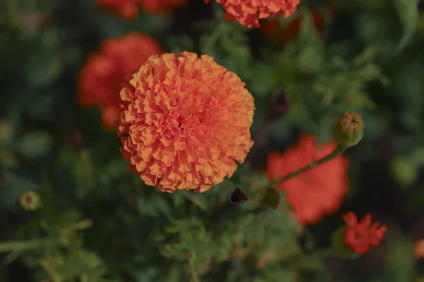 Κοντινό Πλάνο Των Ινδικών Λουλουδιών Marigold — Φωτογραφία Αρχείου