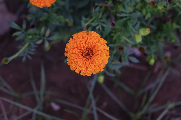 Közel Víz Gyűjtött Marigold Télen Reggel — Stock Fotó