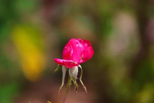 Κλείσιμο Του Ανοίγματος Τριαντάφυλλο Λουλούδι Στο Φυτό — Φωτογραφία Αρχείου