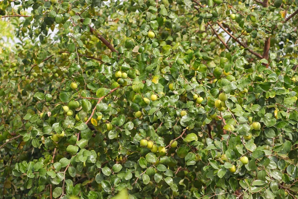 Jubes Frukter Trädgrenen Indien — Stockfoto