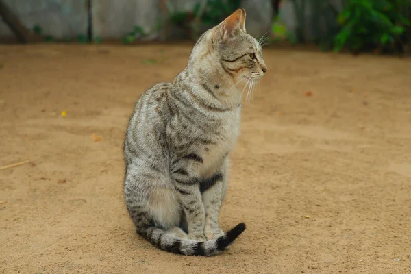 Zblízka Kočka Sedí Zemi Kvůli Třesoucímu Nachlazení — Stock fotografie