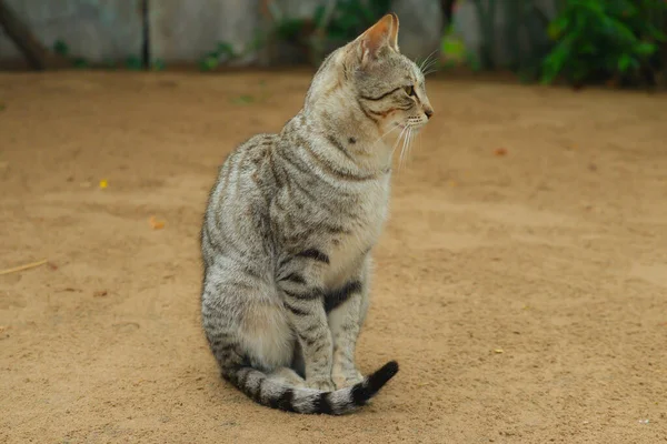 Close Cat Sitting Ground Due Shivering Cold — Stock Photo, Image