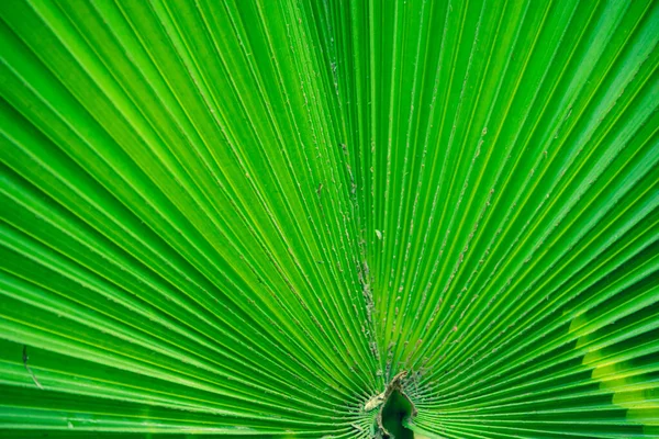 Zblízka Vznikající Textury Vzor Pozadí Krásným Zeleným Palmovým Listem — Stock fotografie
