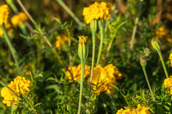 Zblízka Kapky Vody Marigold Květina Otevření Dopoledních Hodinách Zimě — Stock fotografie