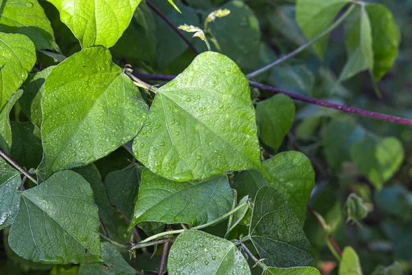 Yeşil fasulye yapraklarının üzerine bir damla su.