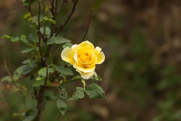 Flor Rosa Amarilla Naturaleza Cae Colores Primavera Con Fondo Nebuloso — Foto de Stock