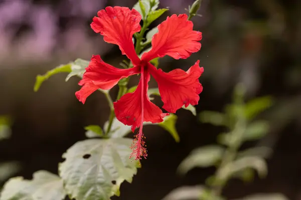 Flor Hibisco Florescendo Com Cinco Pétalas Vermelhas Luz Preta Natureza — Fotografia de Stock