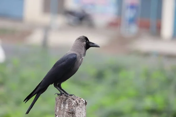 Crow Sitting Pillar Morning — Stock Photo, Image