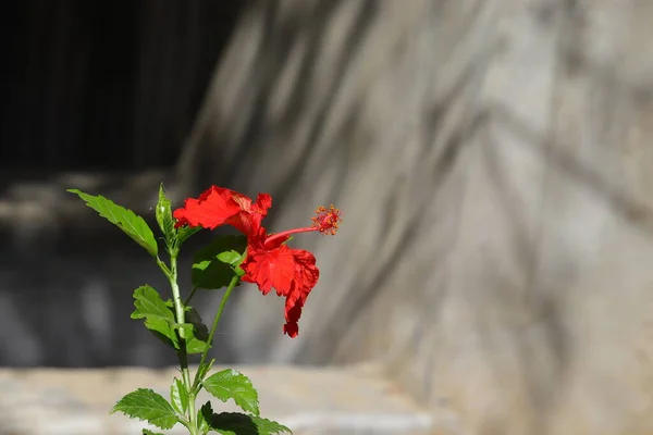 茂密的芙蓉红花在花园里盛开 背阴环绕着 — 图库照片