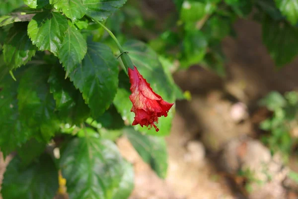 夜になると庭の赤いハイビスカスの花が散る — ストック写真