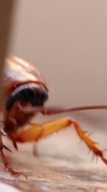 Bir hamamböceğinin makro klipsi saçlarını ağzıyla temizliyor.