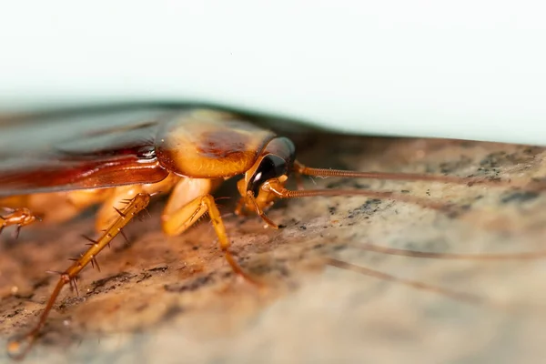 Μακροσκοπική Λήψη Εντόμου Κατσαρίδας — Φωτογραφία Αρχείου