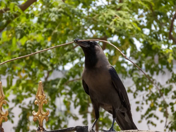 Eine Krähe Sitzt Mit Einem Stroh Ihr Nest Bauen — Stockfoto