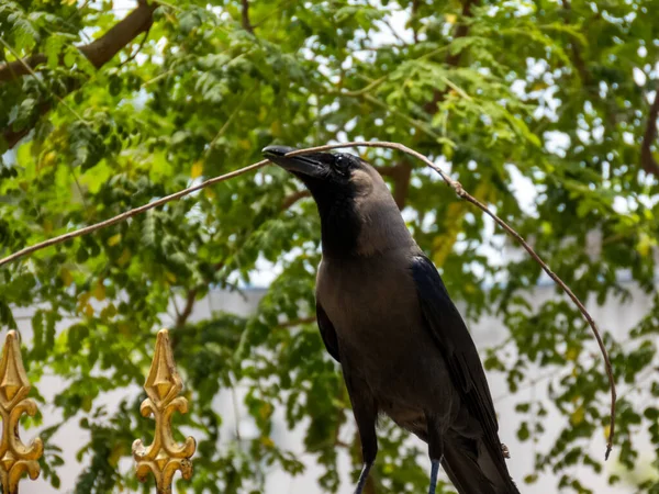 Eine Krähe Nimmt Einen Strohhalm Ihr Nest Bauen — Stockfoto