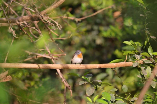 Savedownload Previewle Merle Européen Erithacus Rubecula Connu Simplement Sous Nom — Photo