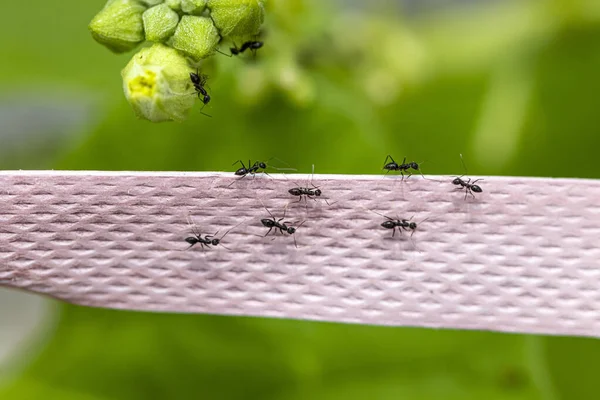 개미가고 밧줄에 매달려 — 스톡 사진