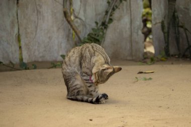 Evin avlusunda oturan evcil kedi ayaklarını yalarken, hayvanları seven insan.