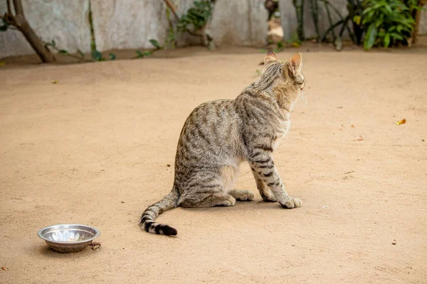 Haustierkatze Ländlichen Raum Indiens Geboren Sitzend Hof Des Hauses Liebe — Stockfoto