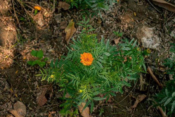 Erste Blüteerträge Der Gelben Ringelblumenpflanze Indischen Gartenbau Studie Über Landwirtschaft — Stockfoto