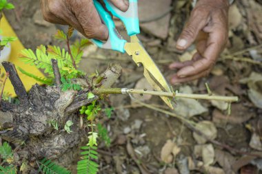 Bektaşi üzümünü aşıladıktan sonra çiftçi, makasla gereksiz yaprak ve dalları budadı. Çiftçilik, Bahçecilik, Tarım