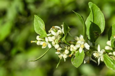 Kagaji limon dalını sallıyor taze meyveler ve çiçek açıyor.