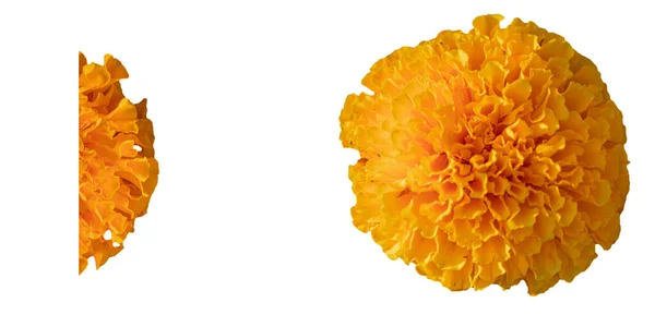 Mezzaluna Fiori Calendula Gialli Sferici Pieni Sfondo Bianco Ritagliato — Foto Stock