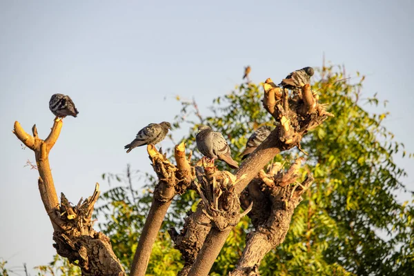 Eine Taubengruppe Sitzt Auf Einem Baumlosen Ast Vogel — Stockfoto