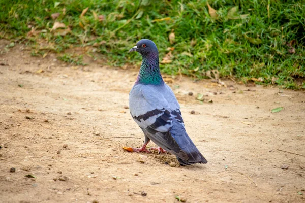 Pombo Azul Indiano Veio Sentou Chão Para Alimentar Pássaro — Fotografia de Stock