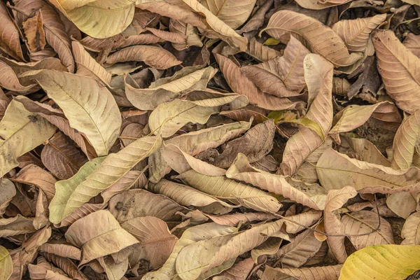 Folhas Secas Goiaba Caem Chão Durante Outono — Fotografia de Stock