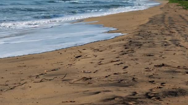 Πολλά Καβούρια Περπατά Κατά Μήκος Της Ακτής Στη Μαρίνα Παραλία — Αρχείο Βίντεο