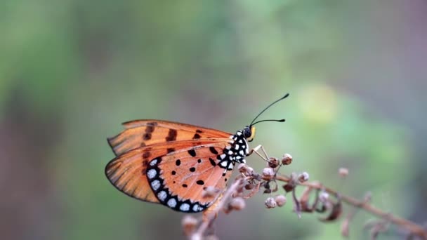 Primer Plano Macro Metraje Una Hermosa Mariposa Amarilla Sentada Una — Vídeos de Stock