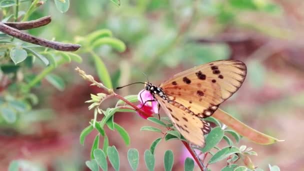 Una Hermosa Mariposa Amarilla Por Noche Tomando Dieta Flores Rojas — Vídeos de Stock