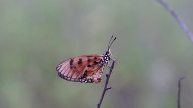 Acraea terpsicore, esmer coster, Tawny Coster kelebeği. Bu görüntüler Chennai 'nin sahil şeridini çevreleyen çimenli ovalardan alınmıştır..